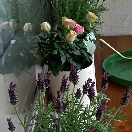 Apartment дара Smolyan