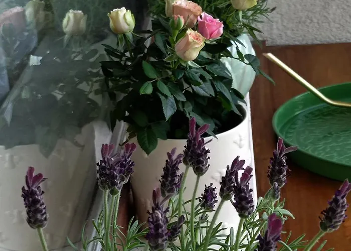 Апартамент дара Смолян